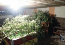 piante marijuana