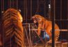 circo tigri
