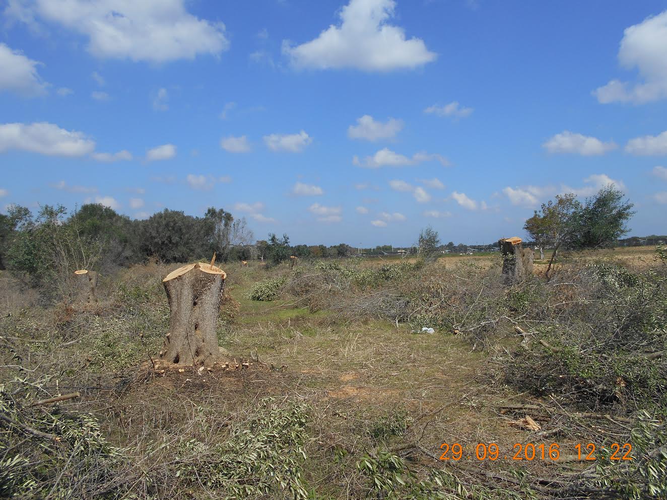furto-olivi-2