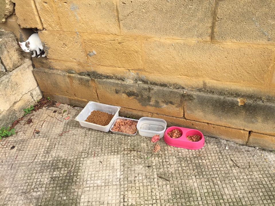 gatti-cimitero