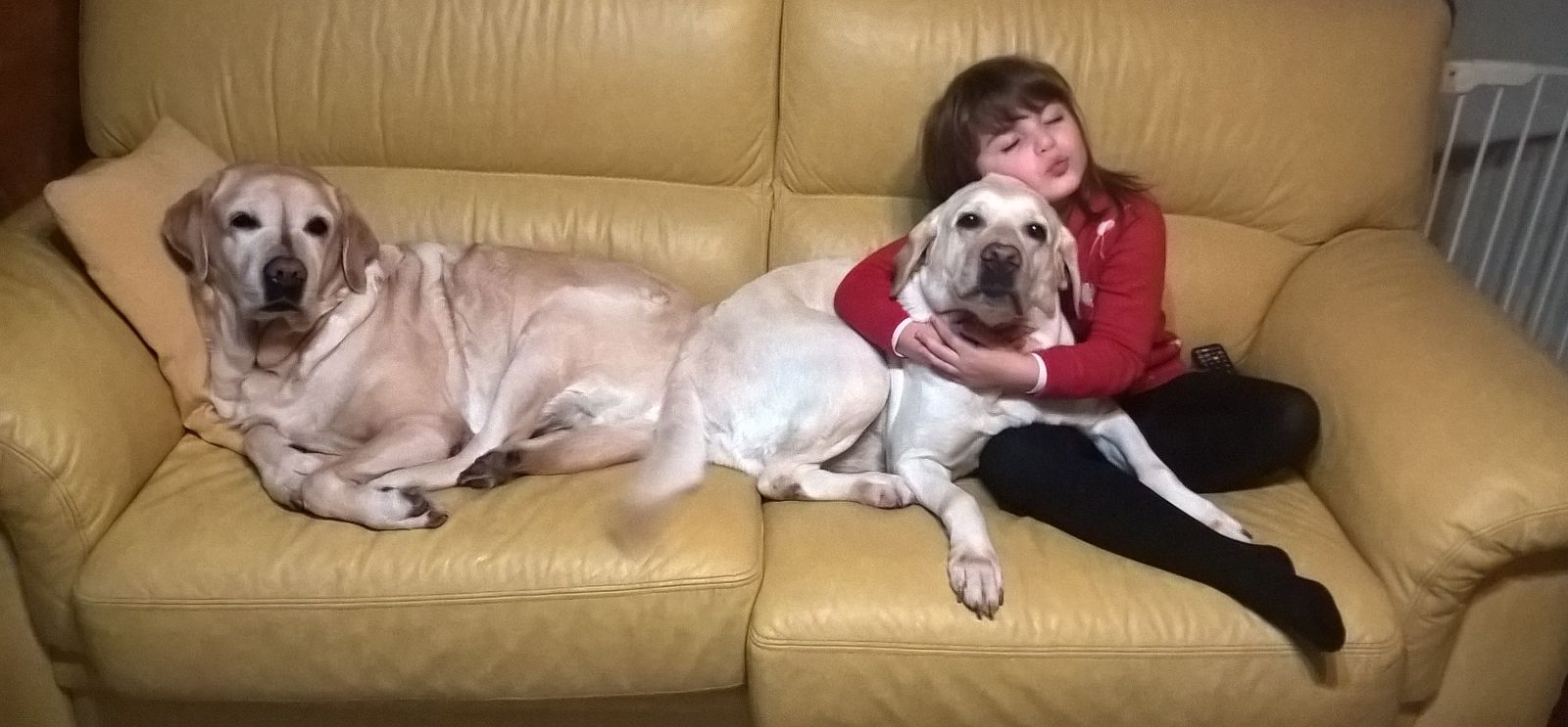 la-pet-therapy