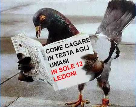 piccione_legge_manuale_su_come_cagare_in_testa_agli_umani