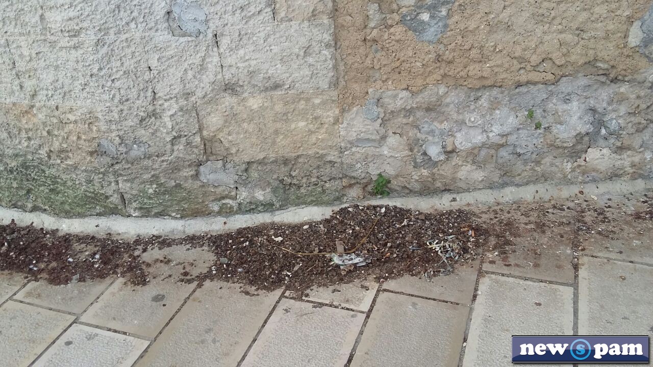 guano3