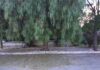 LA SEGNALAZIONE – Quartiere Torretta Antiracket: “Una foresta amazzonica… equatoriale, con insetti di ogni tipo”