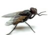 https://www.portaledisinfestazione.org/organismi-infestanti/insetti/mosca/