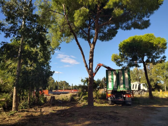 pini tagliati al Cillarese