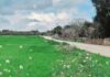 Itinerario ciclabile tra Francavilla Fontana e Ceglie Messapica: la Regione finanzia il progetto con 1,3 milioni di euro